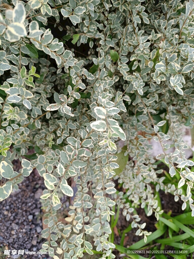 银叶菊植物特写