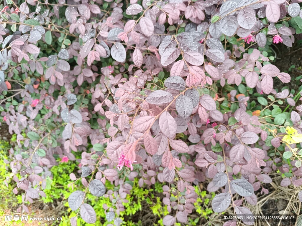 紫叶植物特写