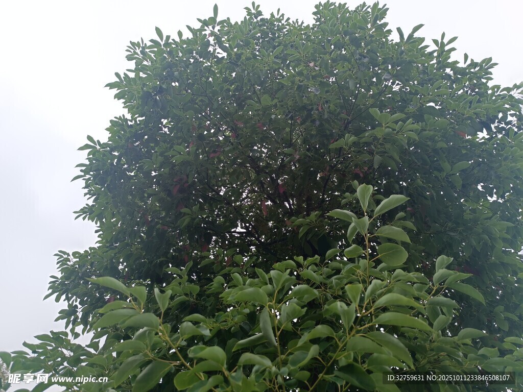 茂密绿树 