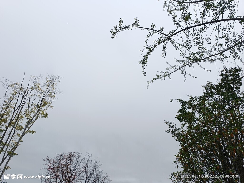阴天中的树木景致