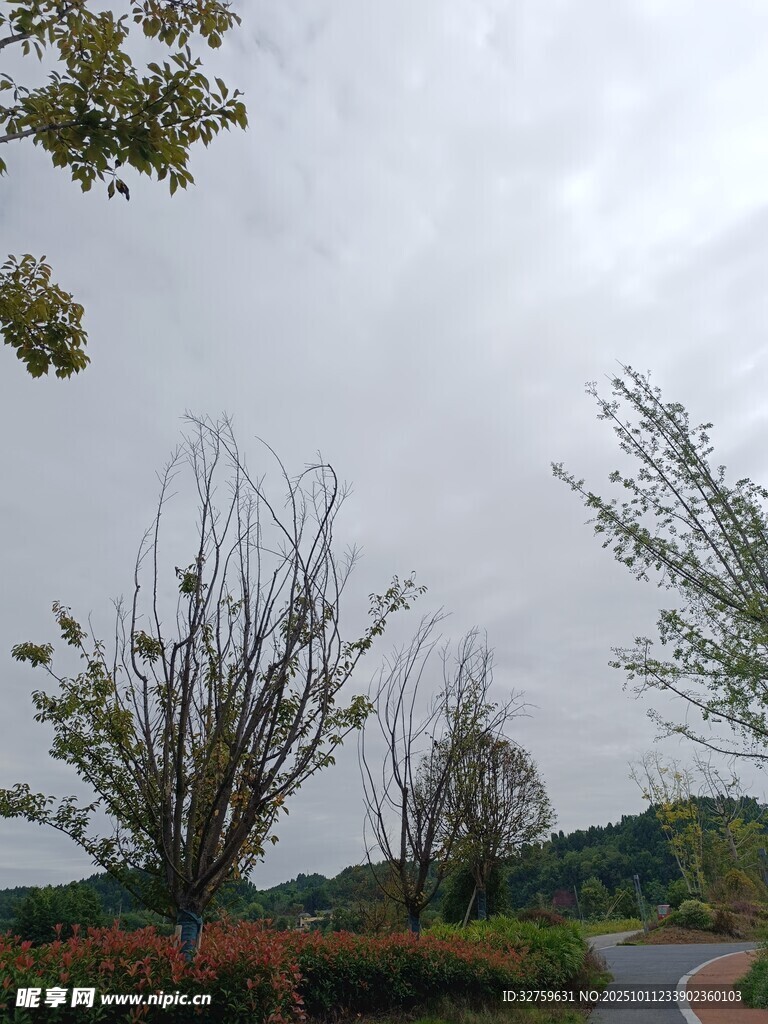 秋日郊野树木风景图
