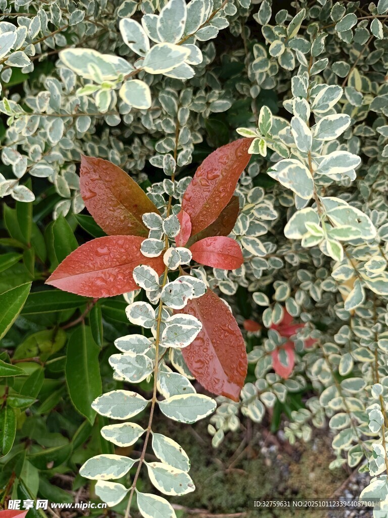 多彩叶片植物特写
