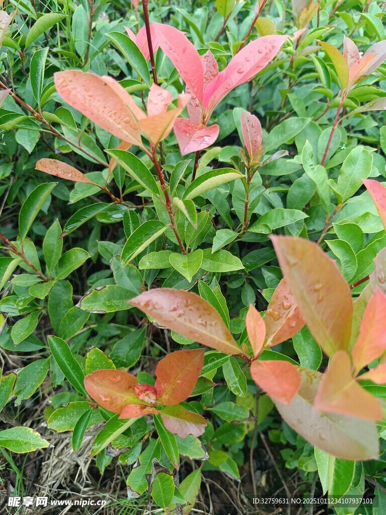 色彩斑斓的多彩植物
