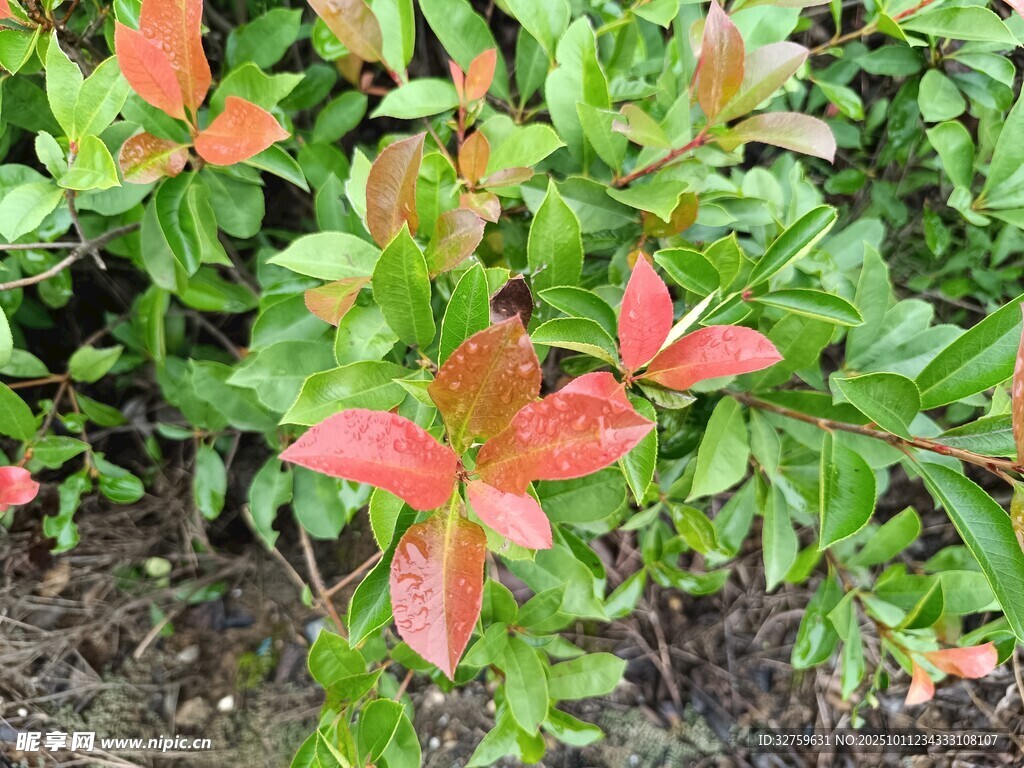 红叶绿植特写