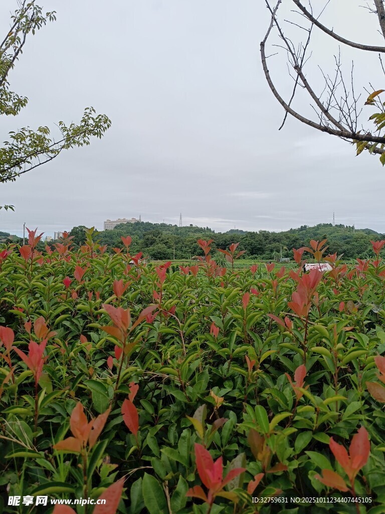 红叶绿植景观
