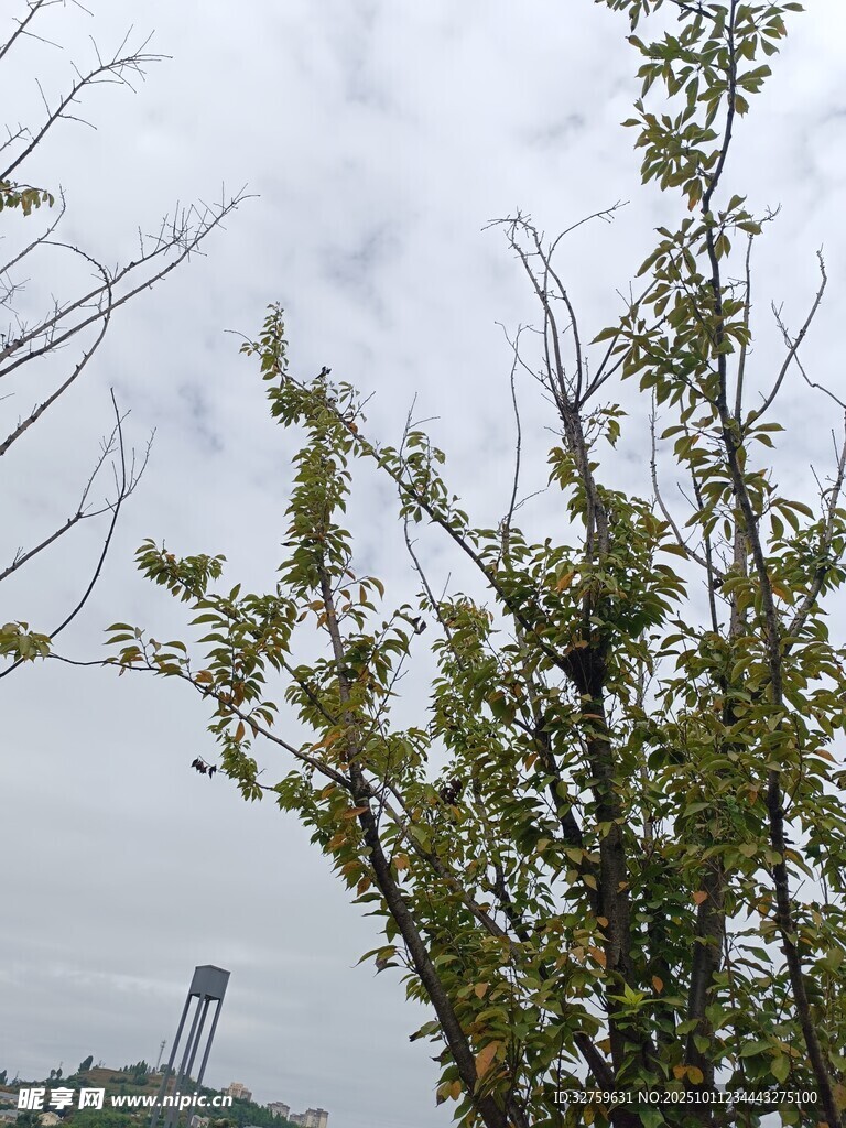 枝头绿意与远处高塔