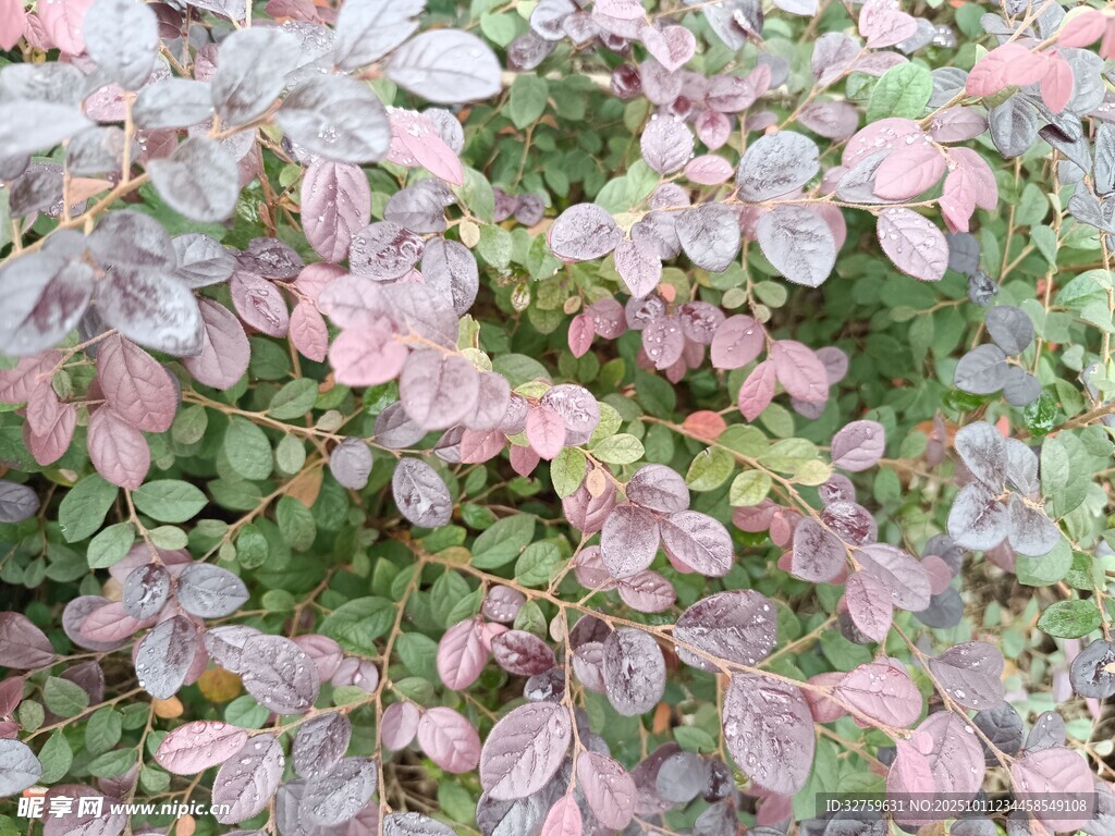粉色叶片植物特写