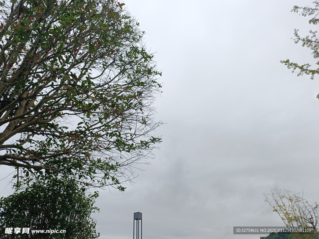阴天中的树木景观