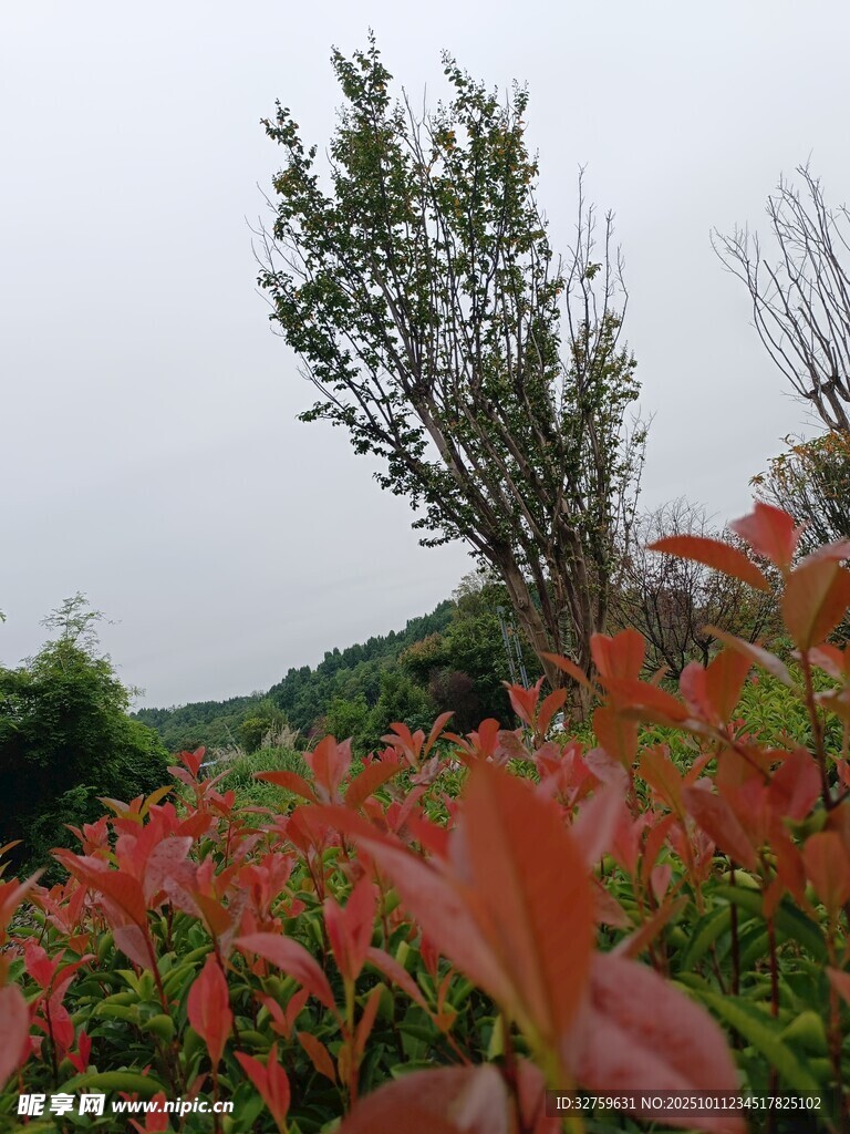 红叶绿树的自然景致