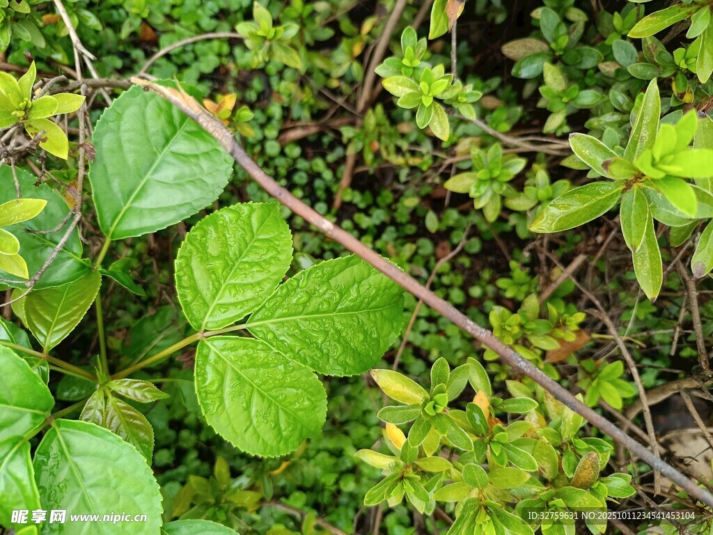绿叶丛生的繁茂植物景观