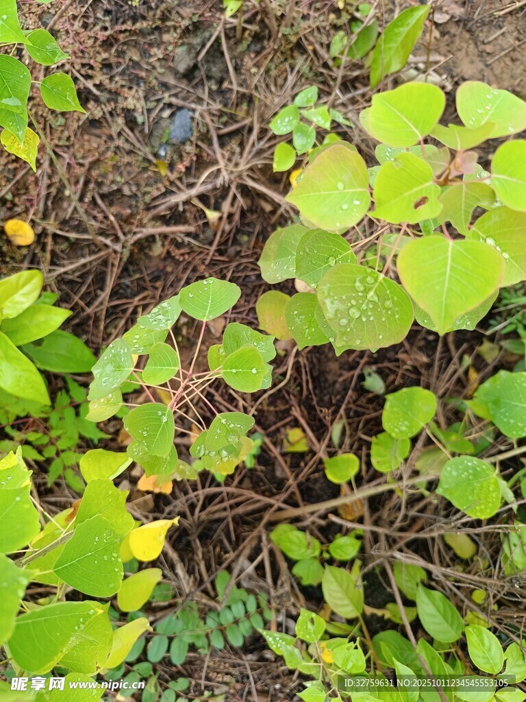 绿叶黄花的地面植物景观