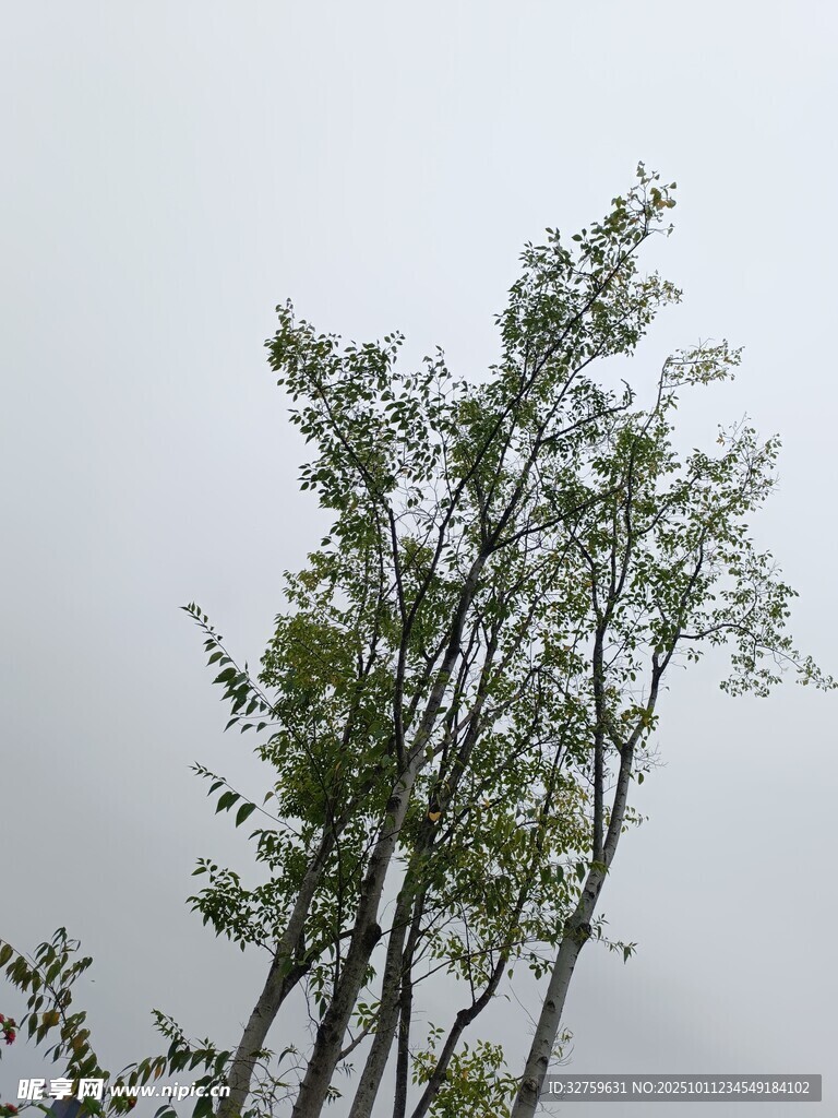 雨中挺立的绿树