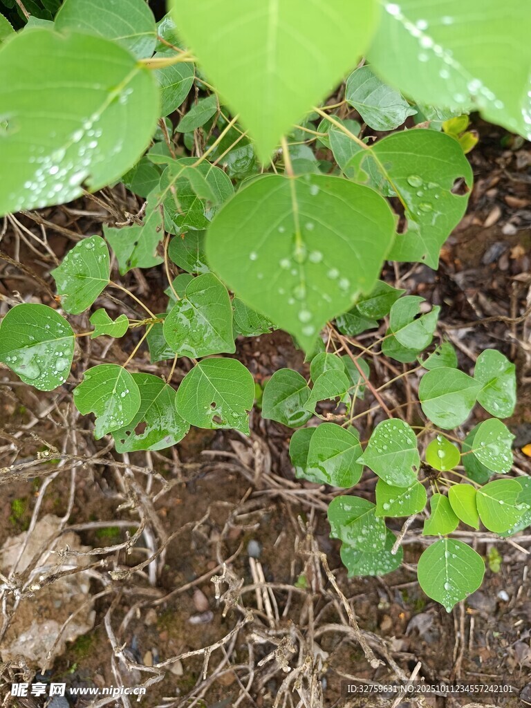 嫩绿植物生长于泥土间