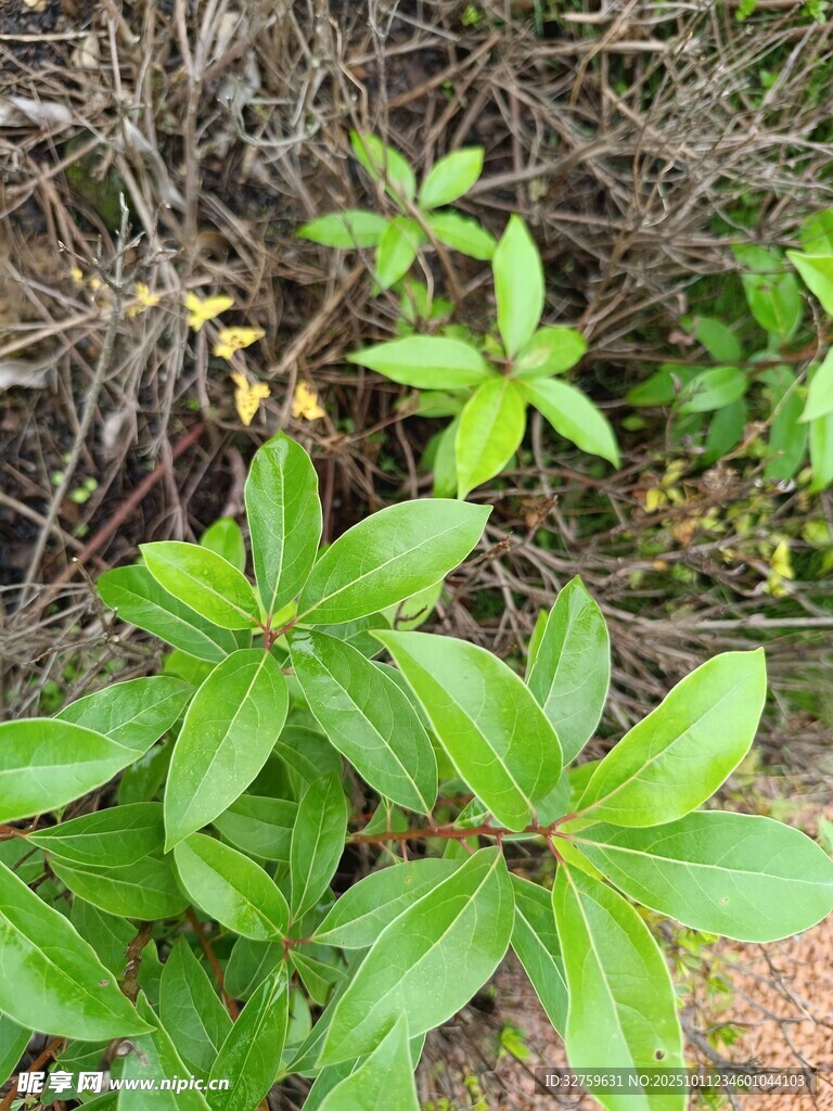 绿叶植物生长于地面