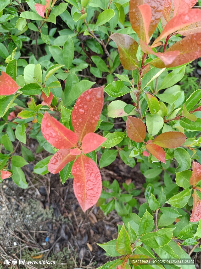 红叶绿叶交织的植物景观