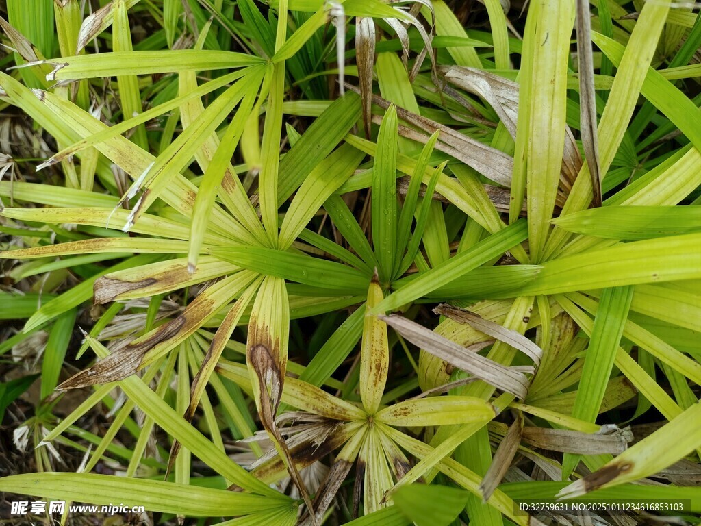 翠绿繁茂的伞状植物