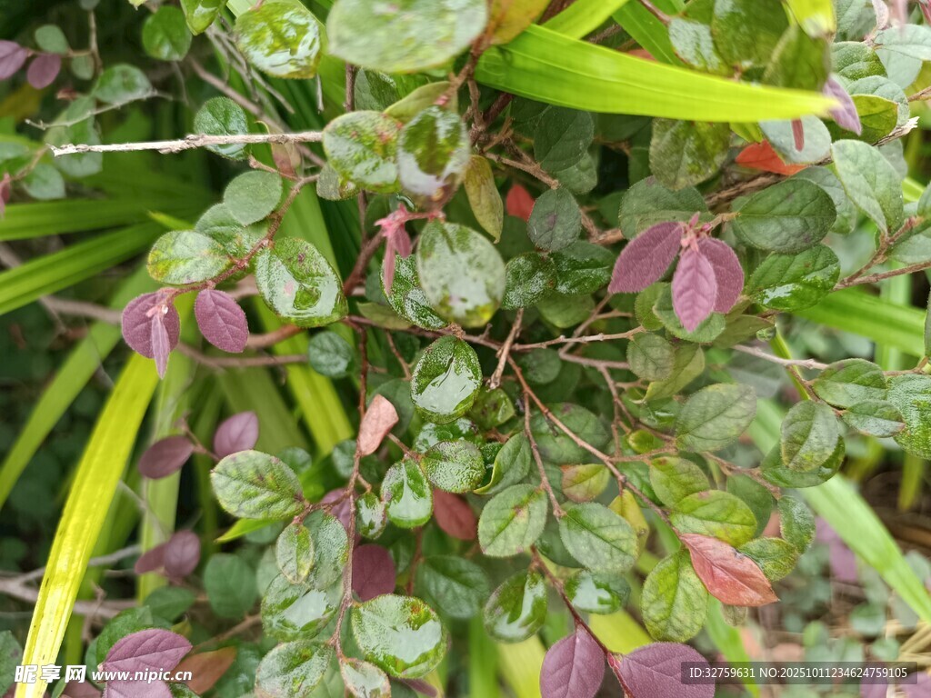 多彩叶片植物特写