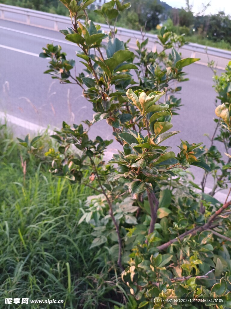 路边带刺植物特写