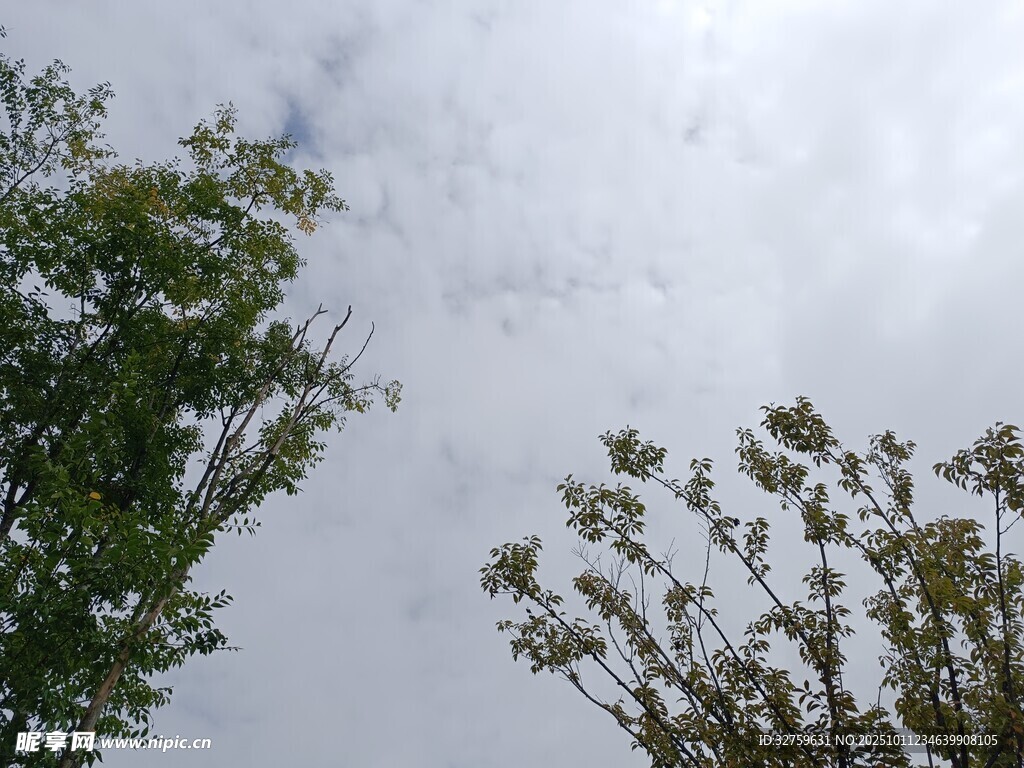 天空下的绿树梢