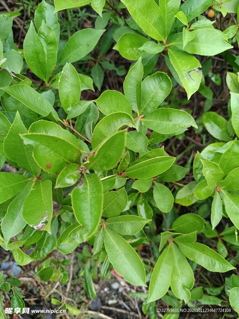 翠绿叶片植物特写