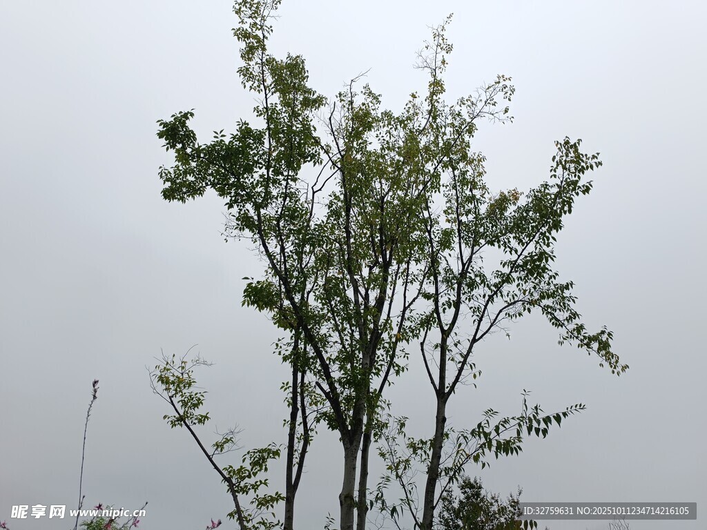 雨中挺立的绿植