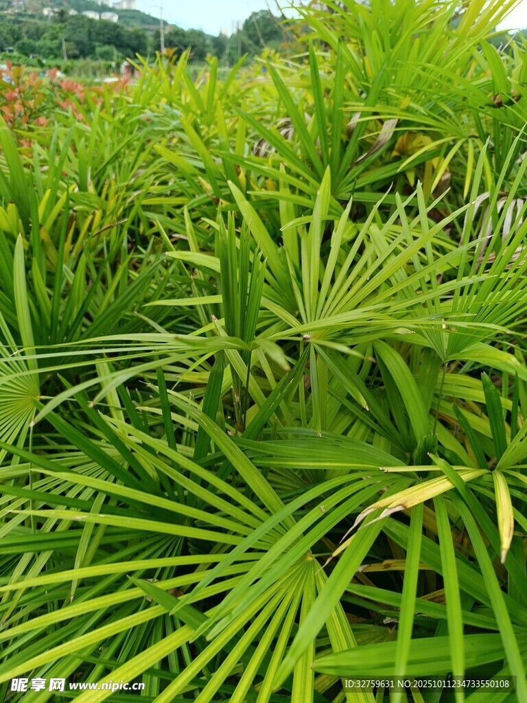 翠绿蒲葵植物景观