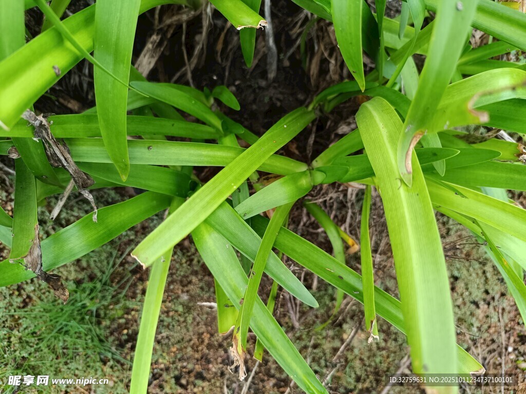 翠绿丛生的长叶植物