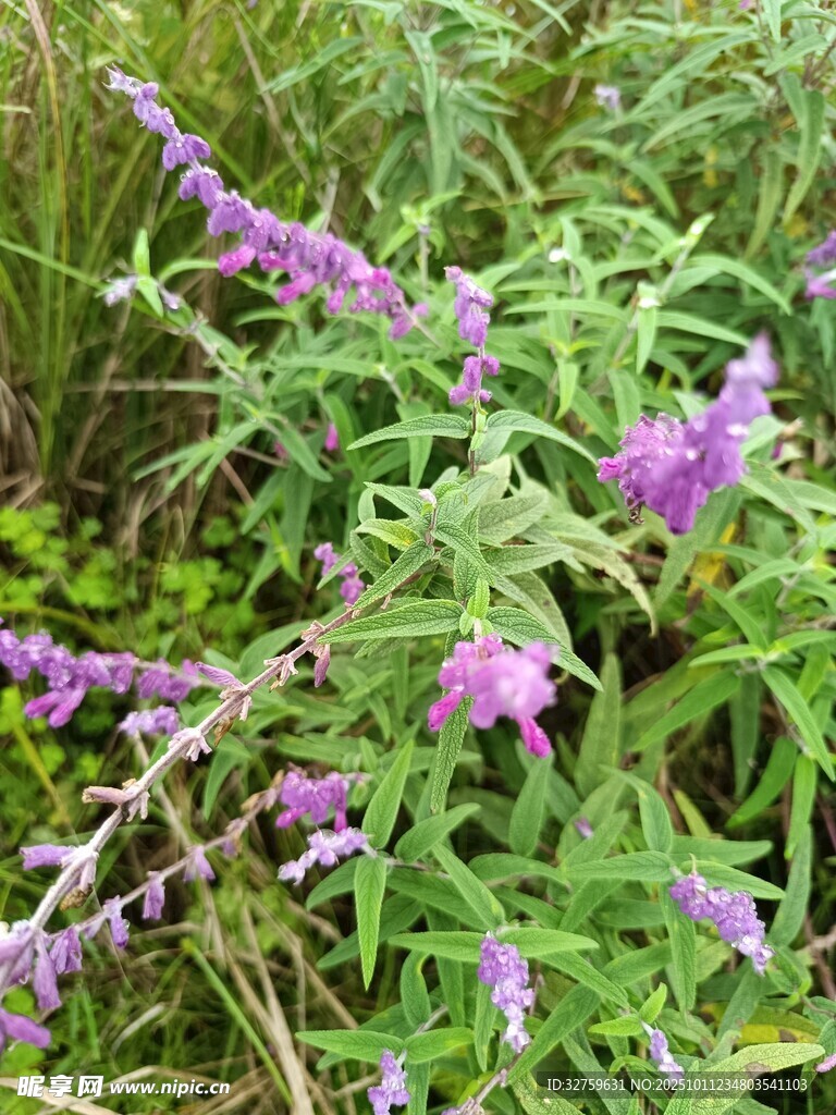 紫色野花绽放于草丛间