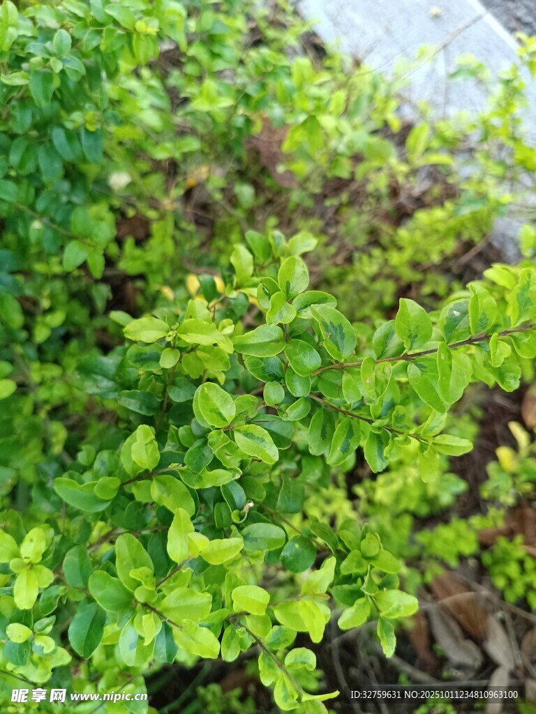 翠绿生机勃勃的植物景观