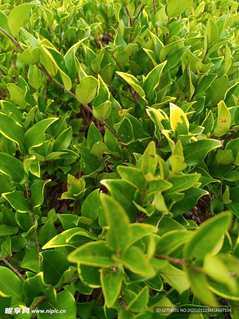 翠绿繁茂的清新绿植