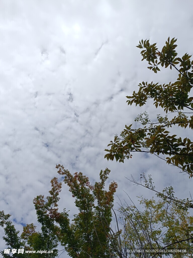 仰视天空中的树木与云朵