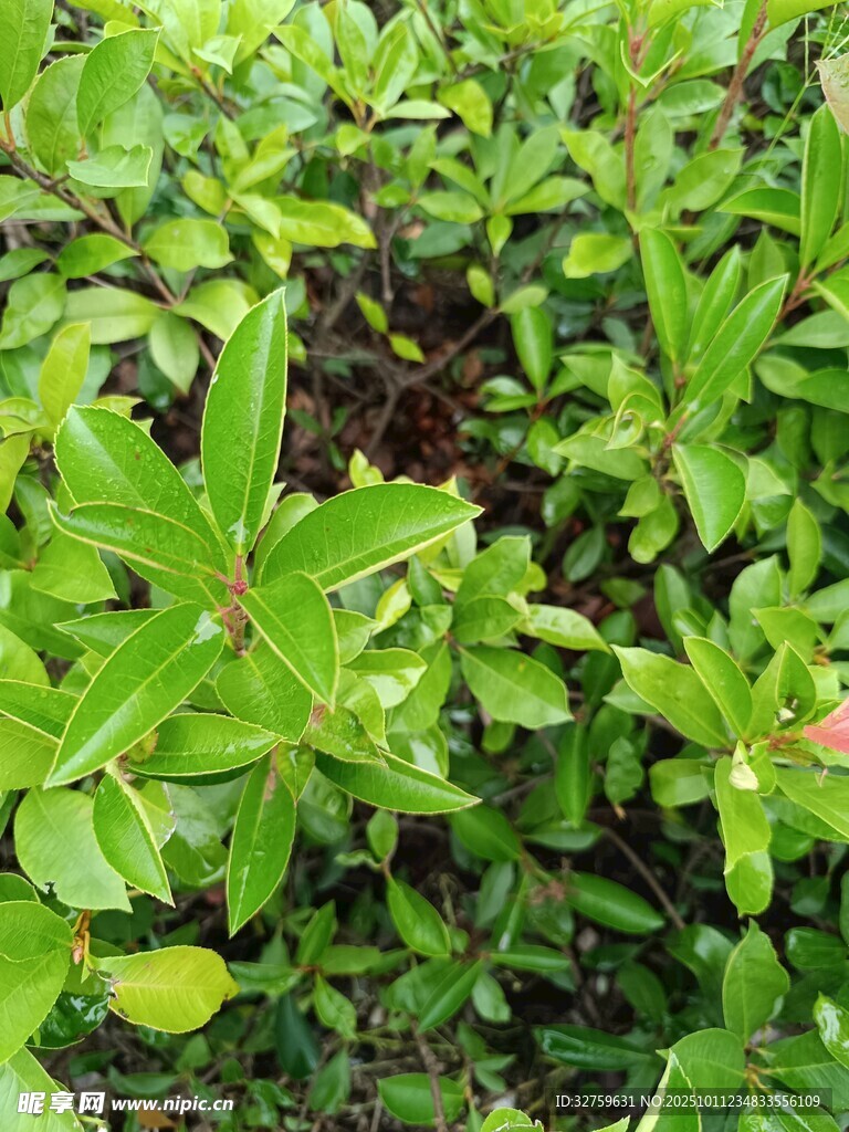 翠绿茂盛的植物叶片