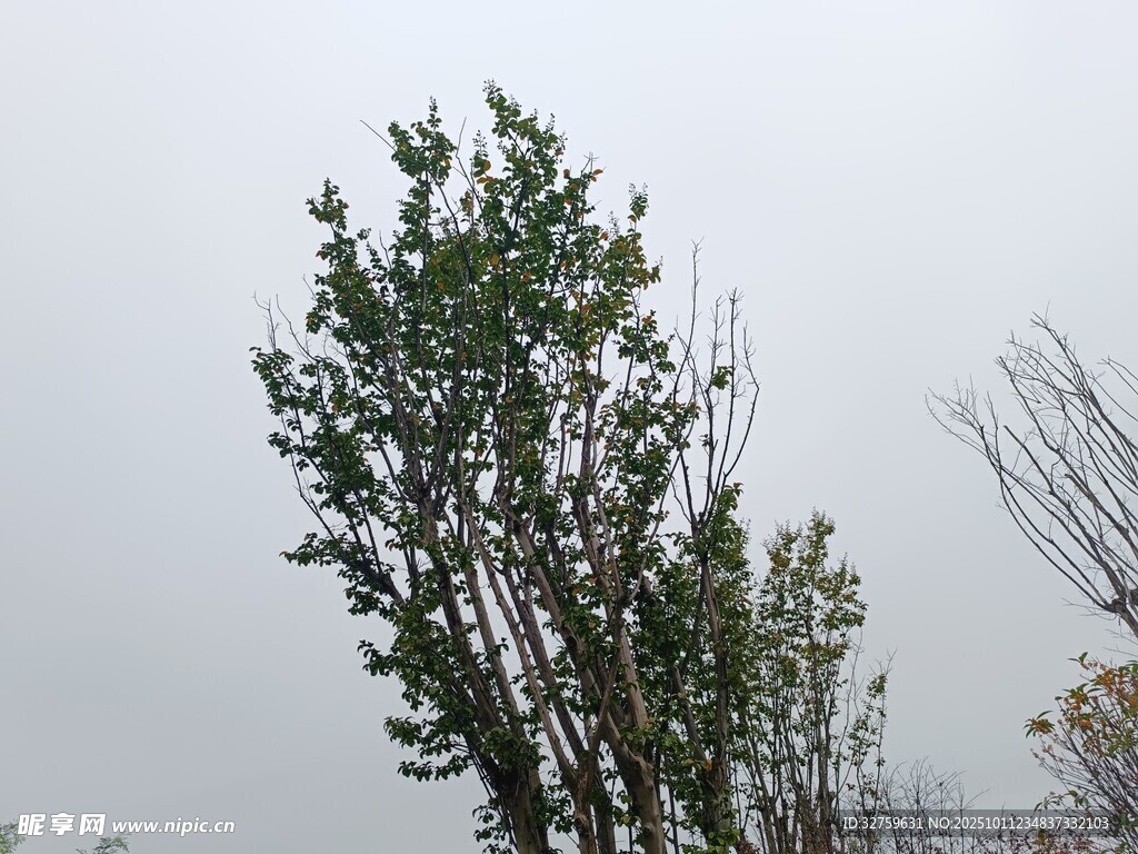 挺拔绿树于灰白天空下