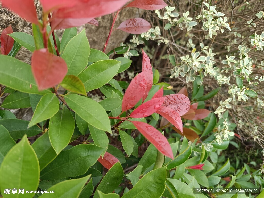 红绿叶植物特写