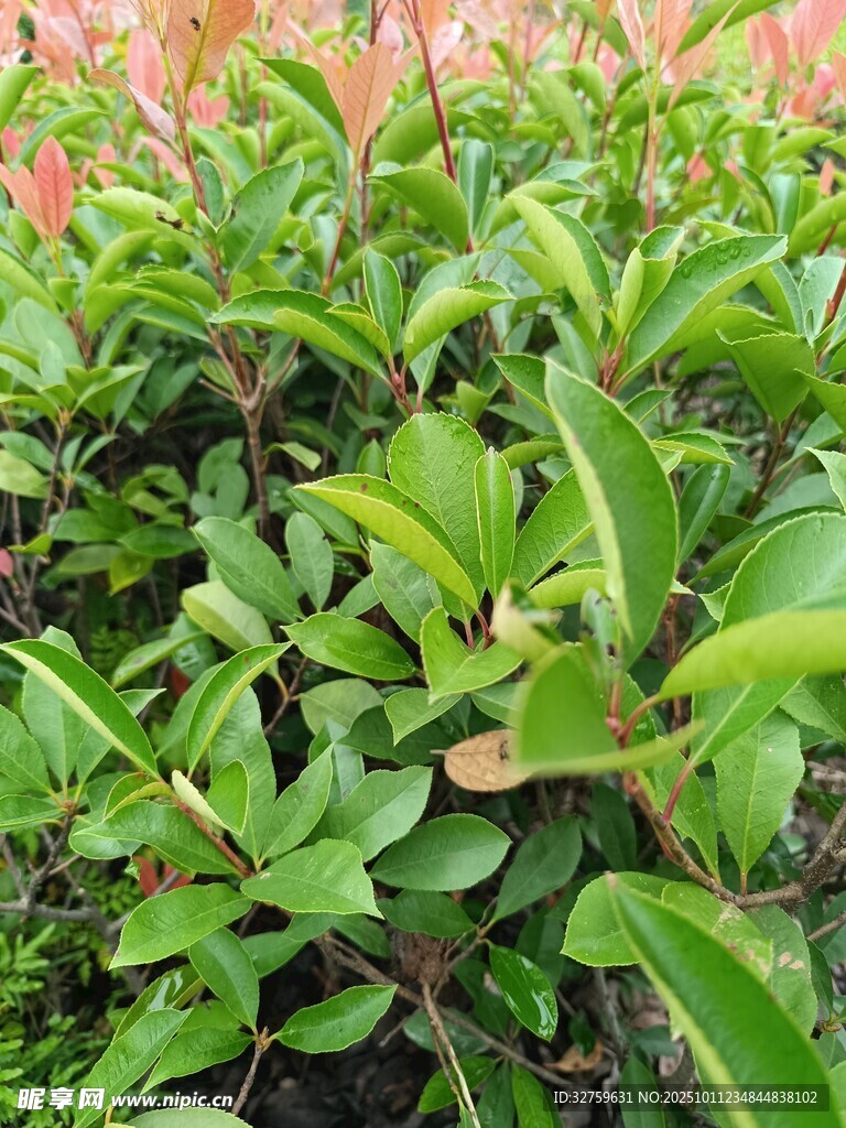 绿叶与粉叶交织的植物景观