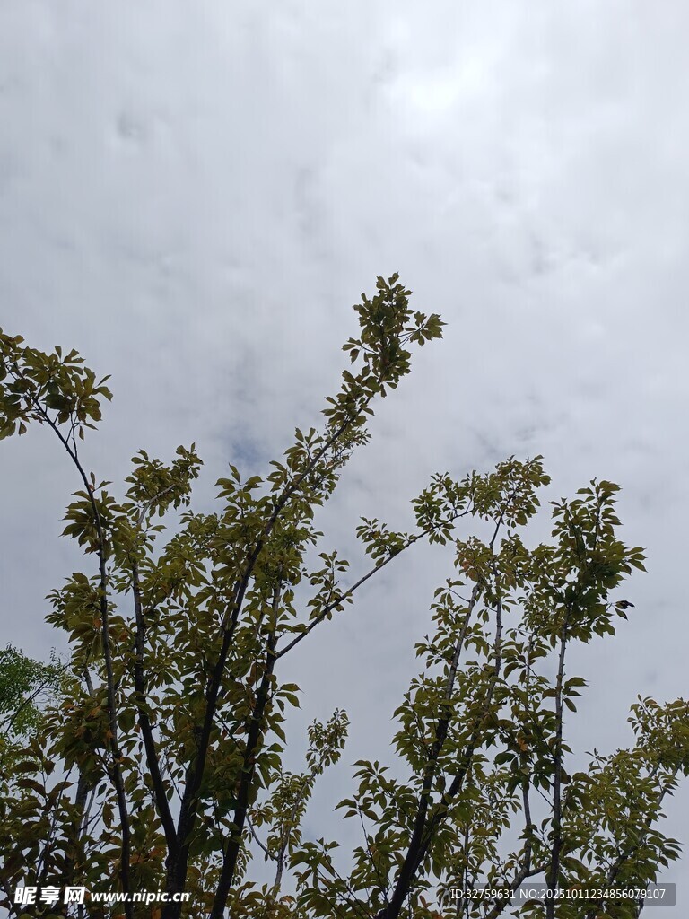 仰视枝头绿叶与天空