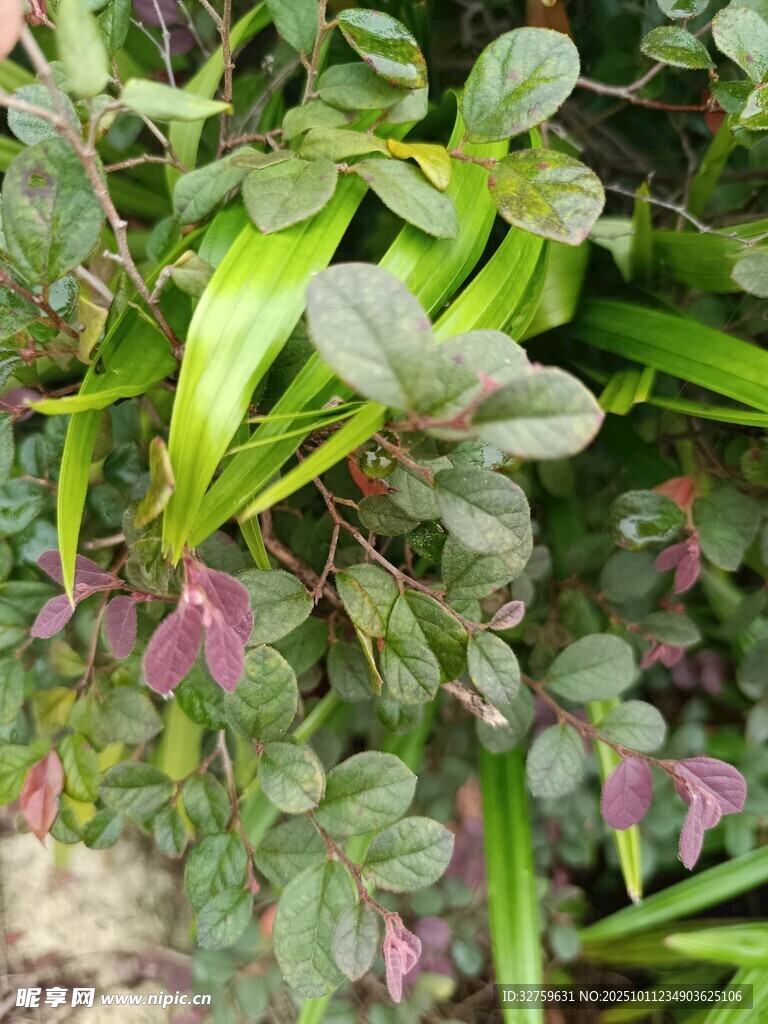 绿叶紫边植物特写