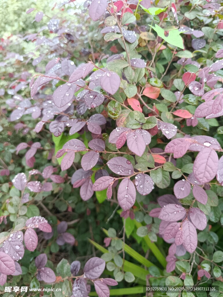 紫叶植物景观
