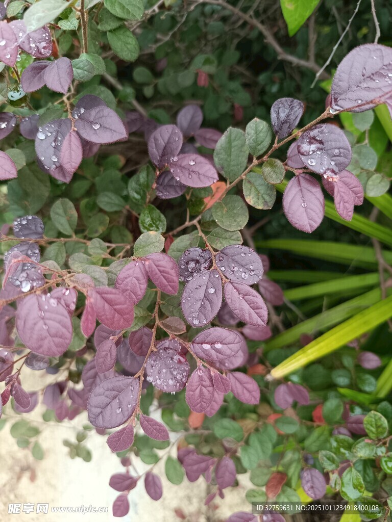紫叶植物特写