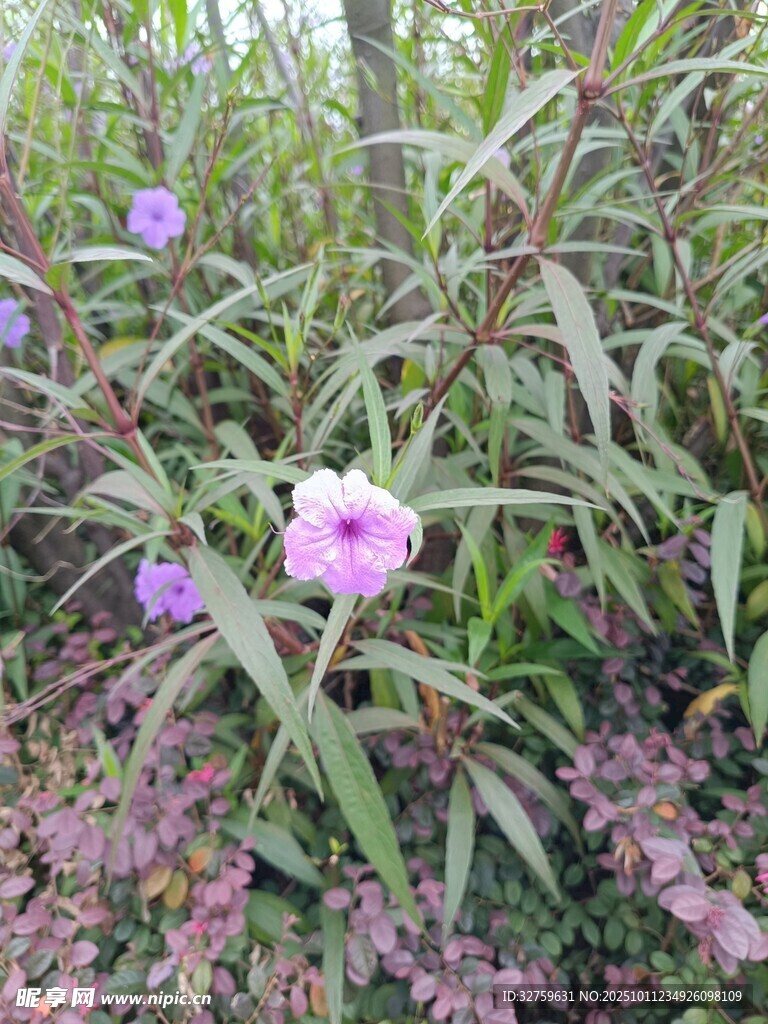 紫色小花绽放于绿叶间