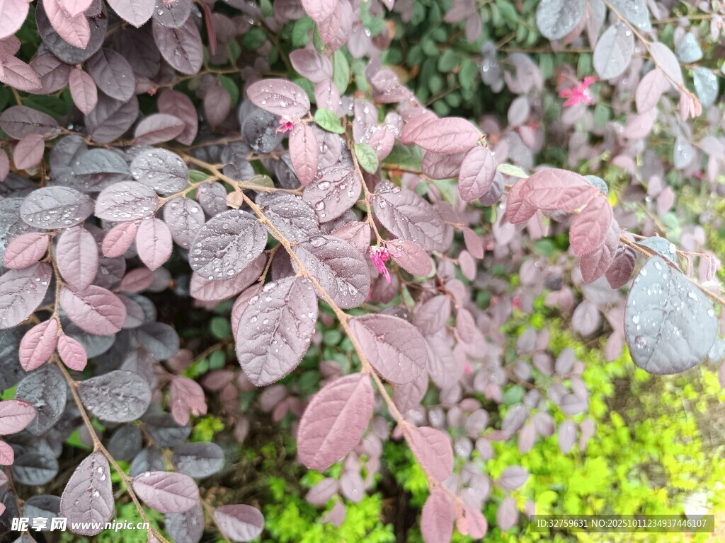 粉紫叶片植物特写