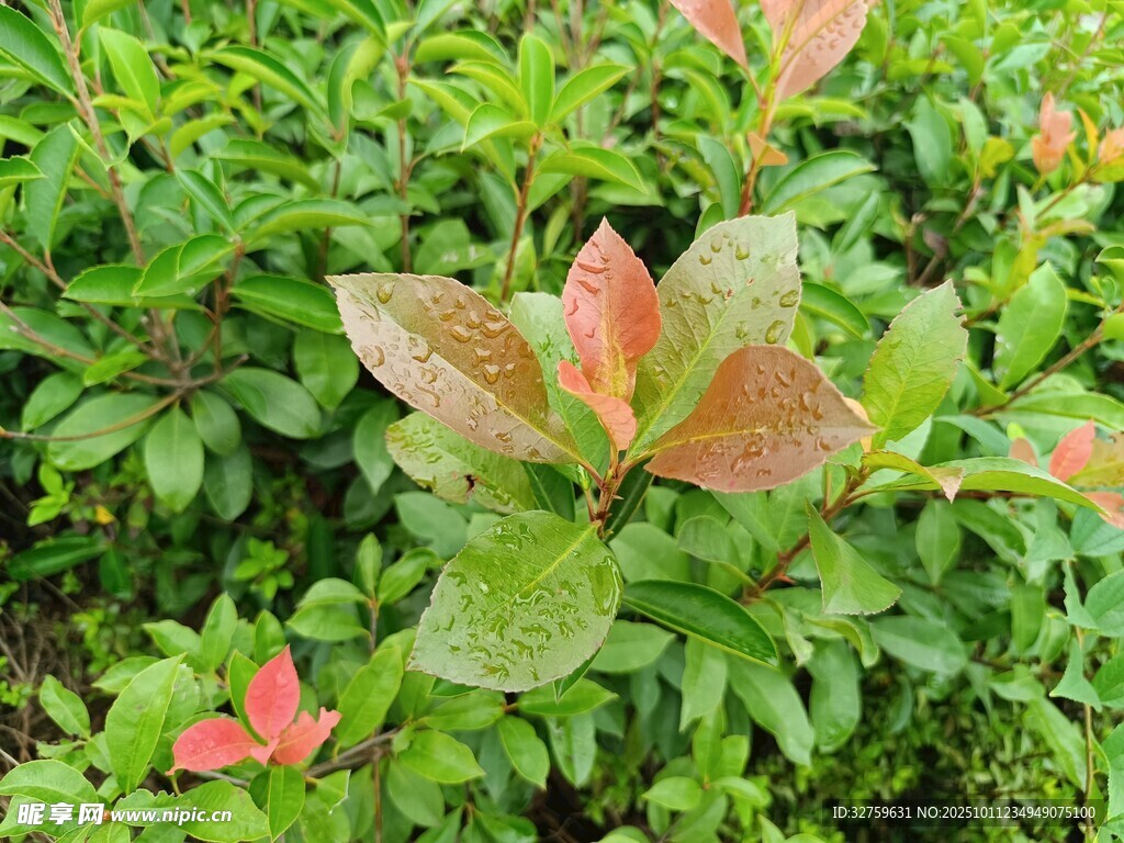 绿叶间的红边植物