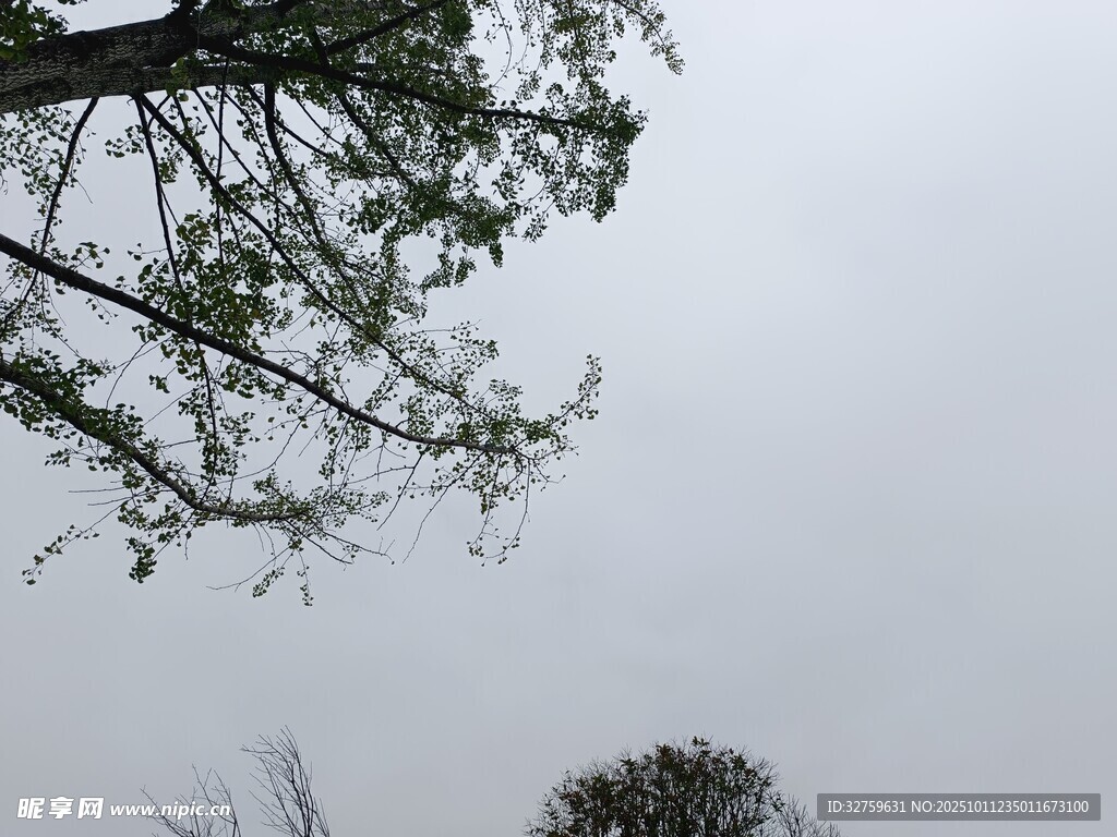 仰视树枝与阴沉天空