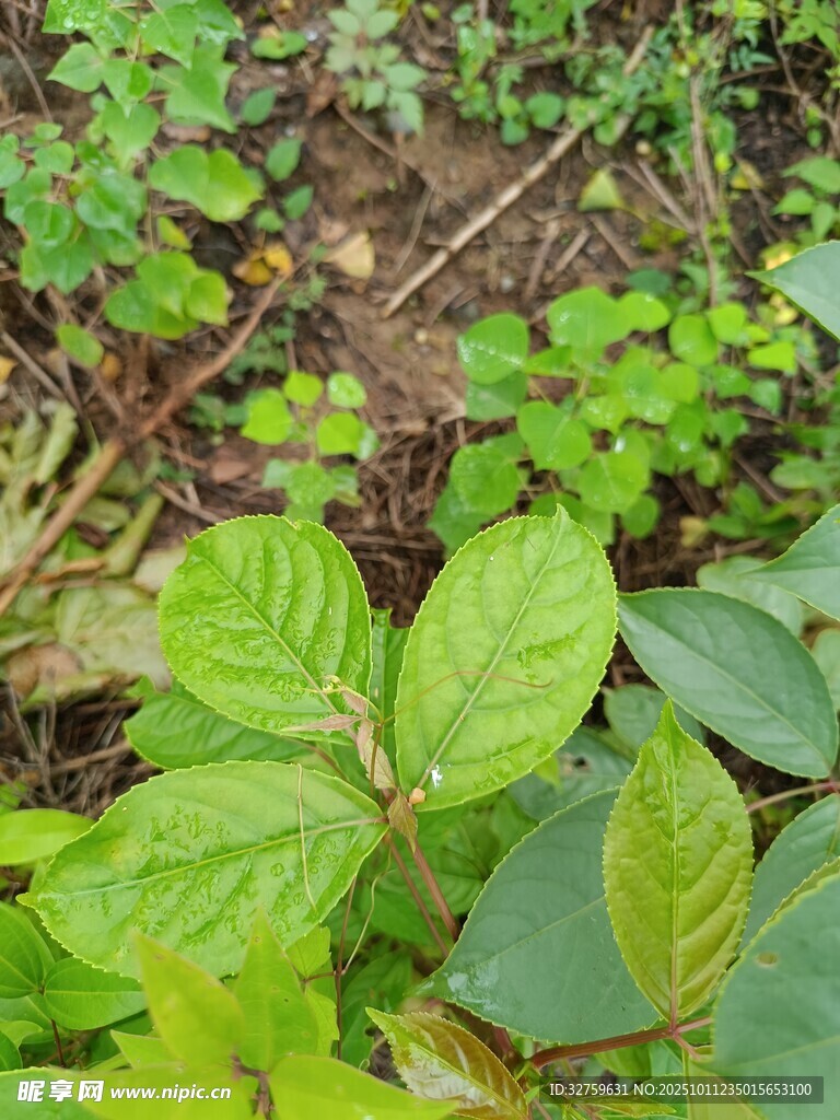 绿叶丛生的自然景象