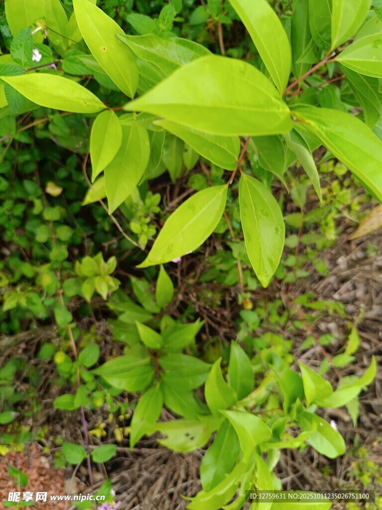 嫩绿叶片的清新植物景象