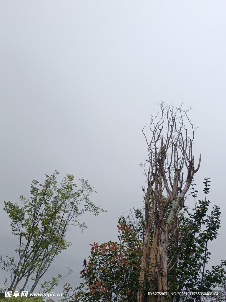 枯树与绿树的对比景象