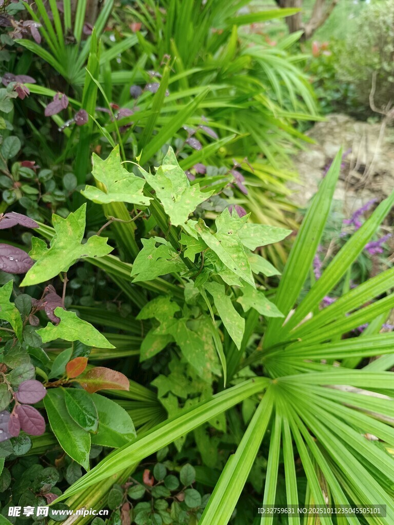 多样绿植展现自然生机