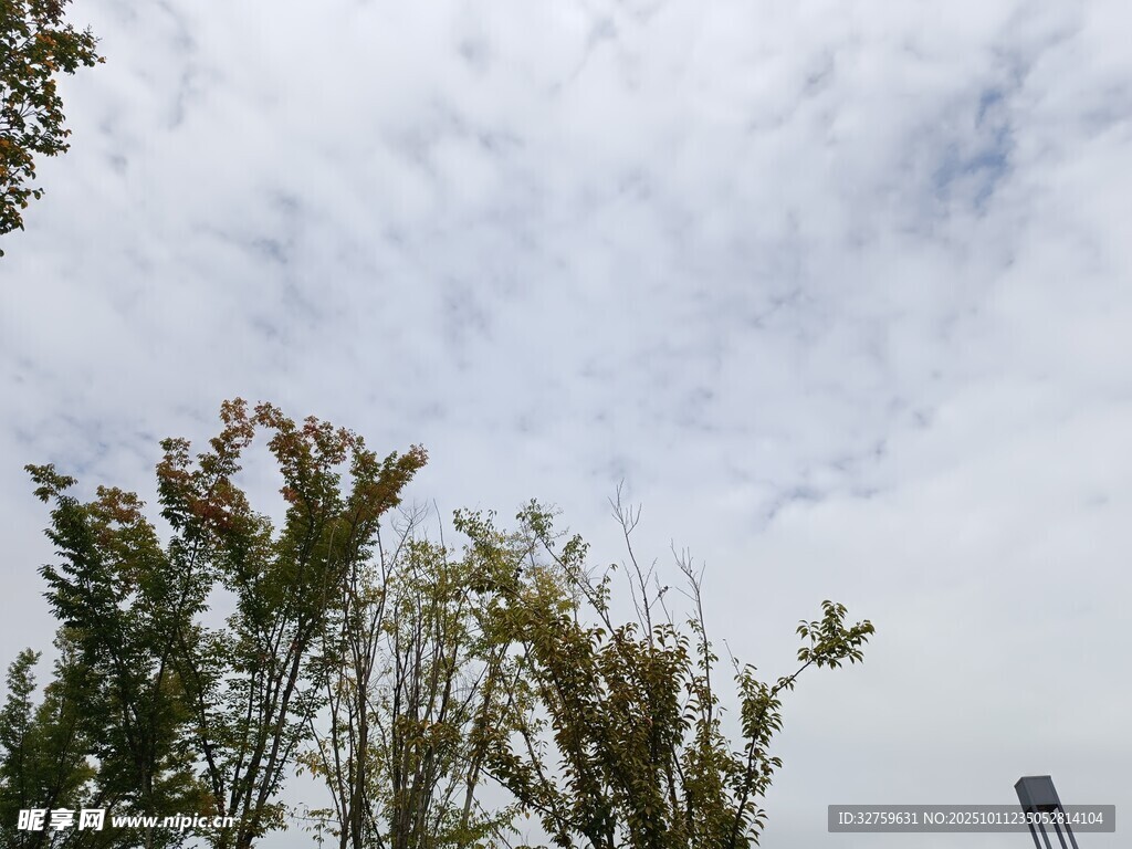 树梢上的天空与白云