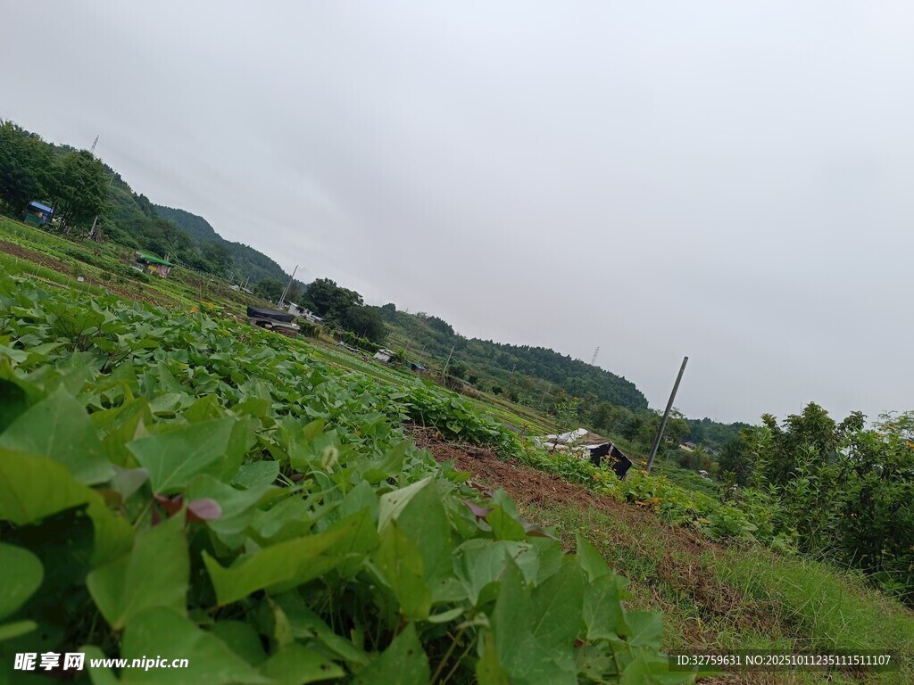 田园绿野风光