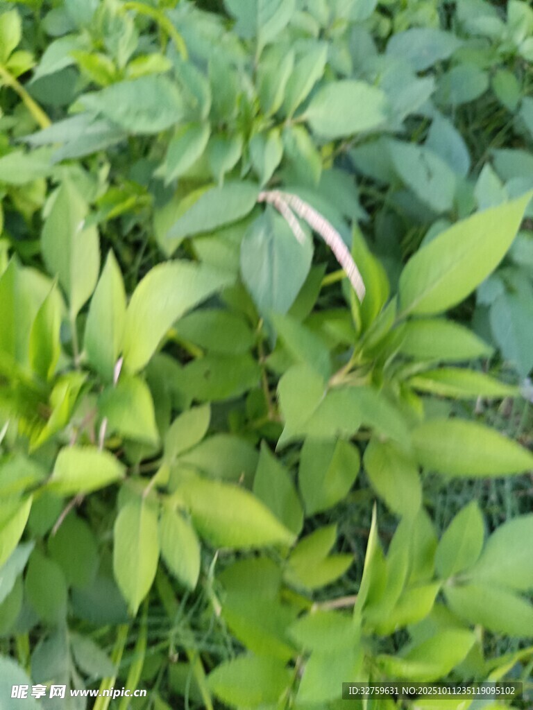 嫩绿繁茂的植物叶片